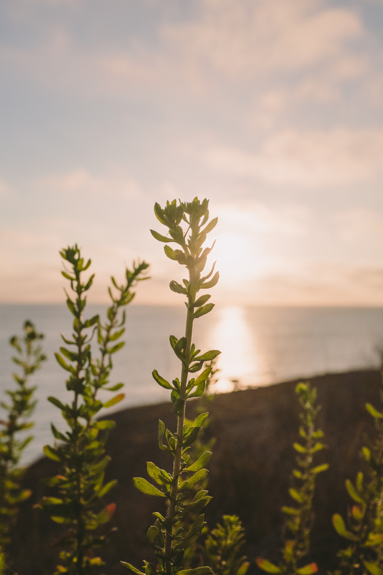 Palos Verdes