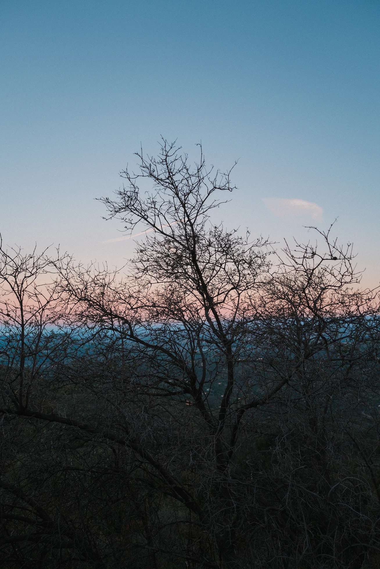 Bare branches against a pink horizon
