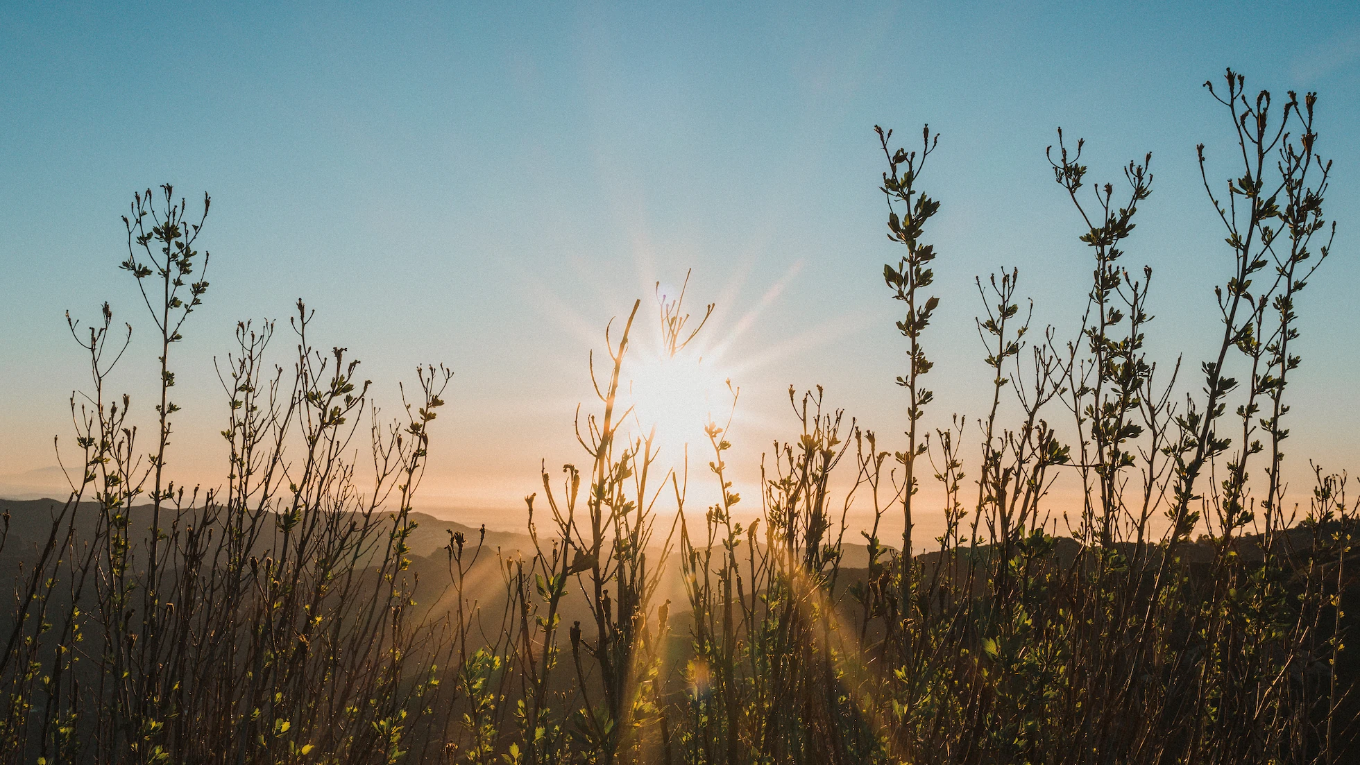 Sunrise through the brush